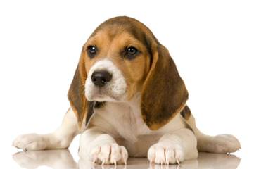 Ohmer’s Westside Beagles - Dog Breeders