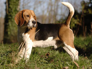 beagle kennel - Dog and Puppy Pictures