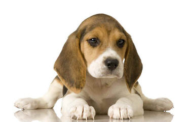 Pocket Beagles Usa! - Dog Breeders