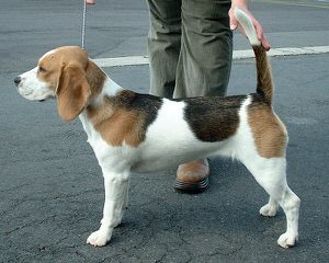 3 Year Old Male Beagle - Dog Breeders