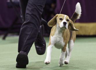 Whitby Winds Pocketbeagles - Dog Breeders