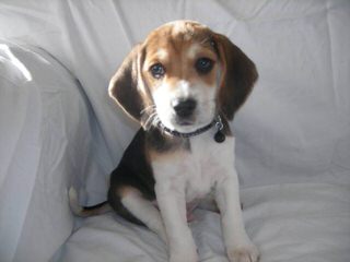 Pocket Beagles Usa! - Dog and Puppy Pictures