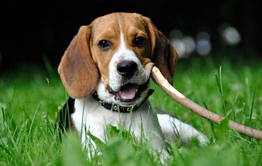 Nicodemis_Johnson@Yahoo.Com Beagle - Dog Breeders