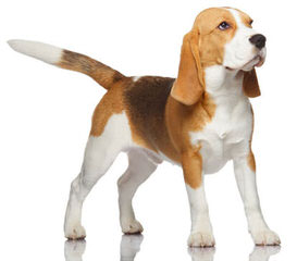 Beagle Stud For Hire. - Dog Breeders