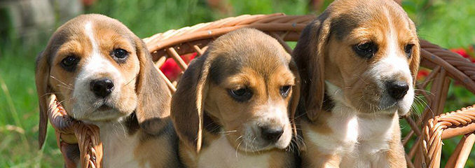 Beagle Puppies Avaible - Dog and Puppy Pictures