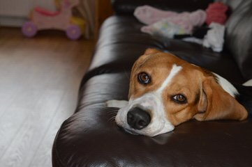 Hockomock Swamp Beagles - Dog and Puppy Pictures