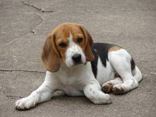 Akc Min.Pin.+ Akc Beagle = Achc Meagles! - Dog Breeders