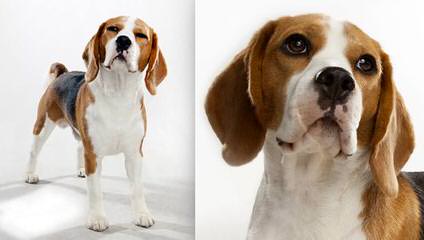 Queen Elizabeth Pocket Beagles - Dog Breeders