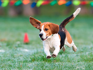 beagle kennel - Dog Breeders