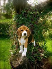 Fc Beagles - Dog Breeders