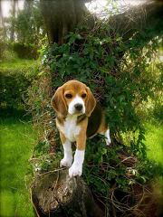 Beagle Stud For Hire. - Dog and Puppy Pictures