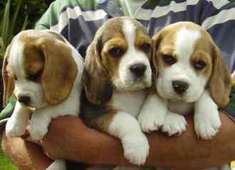 Beagle For Rehoming - Dog and Puppy Pictures