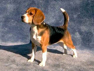 Hockomock Swamp Beagles - Dog Breeders