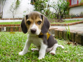 Beagle Stud For Hire. - Dog Breeders