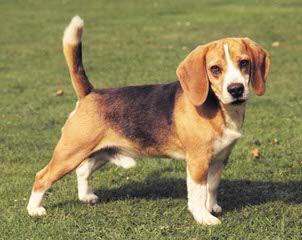 Hockomock Swamp Beagles - Dog Breeders