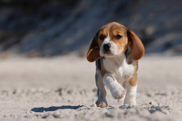 Nicodemis Johnson Beagle Puppy - Dog and Puppy Pictures
