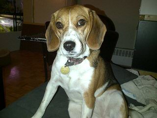 Beagle For Rehoming - Dog Breeders