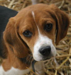 Beagle Stud Available - Dog and Puppy Pictures