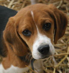 Queen Elizabeth Pocket Beagles - Dog Breeders