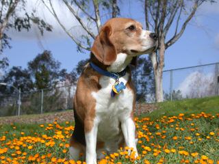 3 Year Old Male Beagle - Dog Breeders