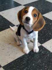 Beagle For Rehoming - Dog Breeders