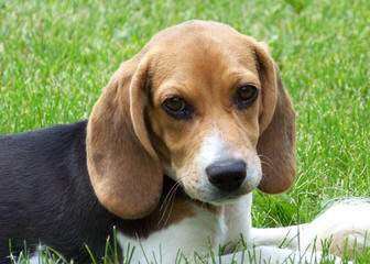 Beagle For Rehoming - Dog and Puppy Pictures