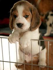 Beagle Stud Available - Dog and Puppy Pictures