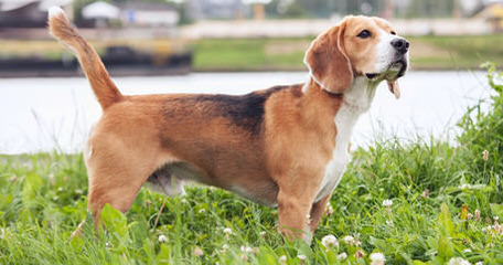 beagle kennel - Dog and Puppy Pictures