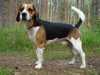 Beautiful Beagles - Dog Breeders