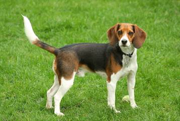 Queen Elizabeth Pocket Beagles - Dog Breeders