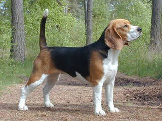 Beagle Stud For Hire. - Dog and Puppy Pictures