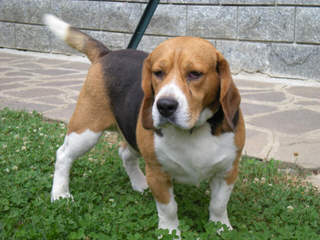 Nicodemis_Johnson@Yahoo.Com Beagle - Dog Breeders