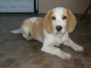 Akc Registered Beagle For Stud Services - Dog and Puppy Pictures