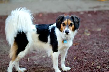 3 Year Old Male Beagle - Dog Breeders