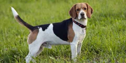 Beautiful Beagles - Dog and Puppy Pictures