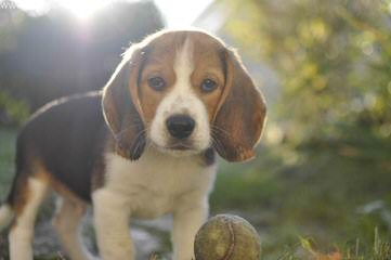 Queen Elizabeth Pocket Beagles - Dog Breeders