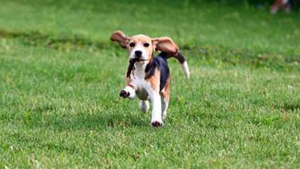 Beautiful Beagles - Dog Breeders