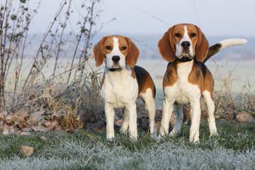 Akcbeagle+Akcpug= Achc Puggles. - Dog Breeders