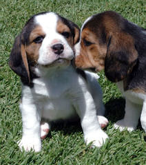 Home Of The Hounds Kennel - Dog and Puppy Pictures