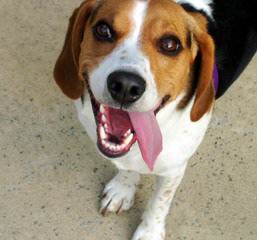 New And Improved Beagles: Beagliers! - Dog Breeders