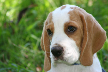 Hockomock Swamp Beagles - Dog Breeders