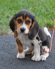 Hockomock Swamp Beagles - Dog Breeders