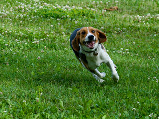 Ohmer’s Westside Beagles - Dog Breeders