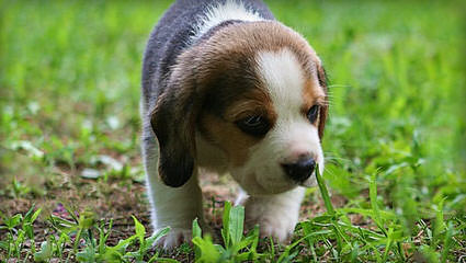 New And Improved Beagles: Beagliers! - Dog Breeders