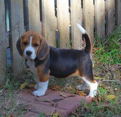 beagle kennel - Dog Breeders