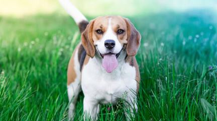 Ohmer’s Westside Beagles - Dog Breeders