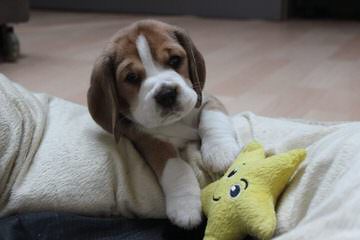Fc Beagles - Dog and Puppy Pictures