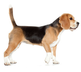 beagle kennel - Dog Breeders