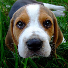 Beagle For Rehoming - Dog Breeders