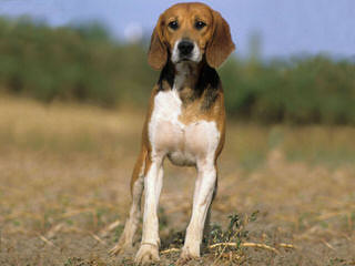 Akc Registered Beagle For Stud Services - Dog Breeders